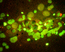 БИОПТАТ СЕМЕННИКА СОБАКИ (люминисцентная микроскопия. окраска акридиновый оранжевый.